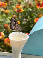NectarNest™ Bee Cups — Transform Your Garden Into a Buzzing Pollinator Paradise