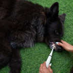 PurePaw™ Sonic Scaler — Effortless, Pain-Free Dental Care That Brightens Your Dog’s Smile and Boosts Their Happiness