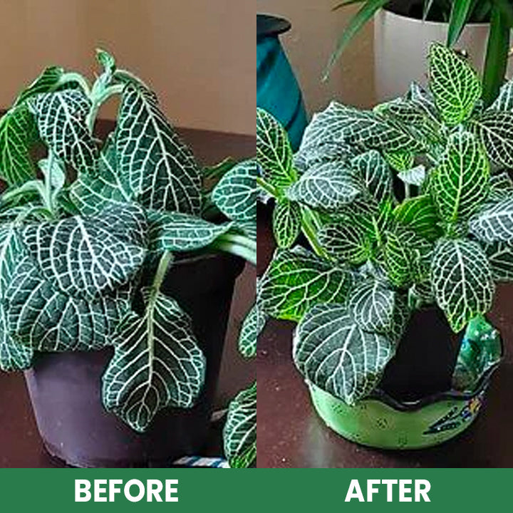 VerdanRise™ — Effortless, Long-Lasting Nourishment for a Thriving, Vibrant Garden