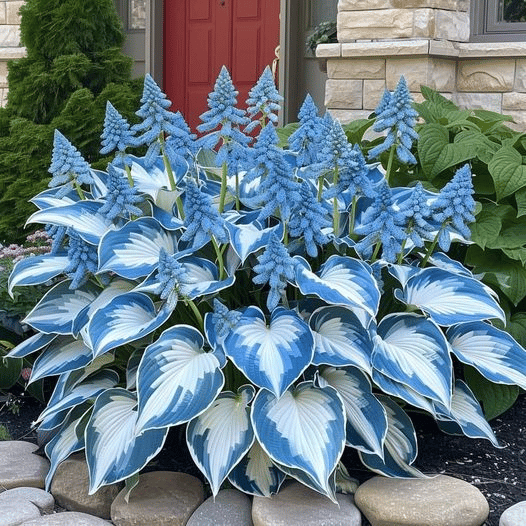 VerdoraMyst™ Rare Hostas Seeds — Transform Shady Spots into Lush, Vibrant Garden Masterpieces
