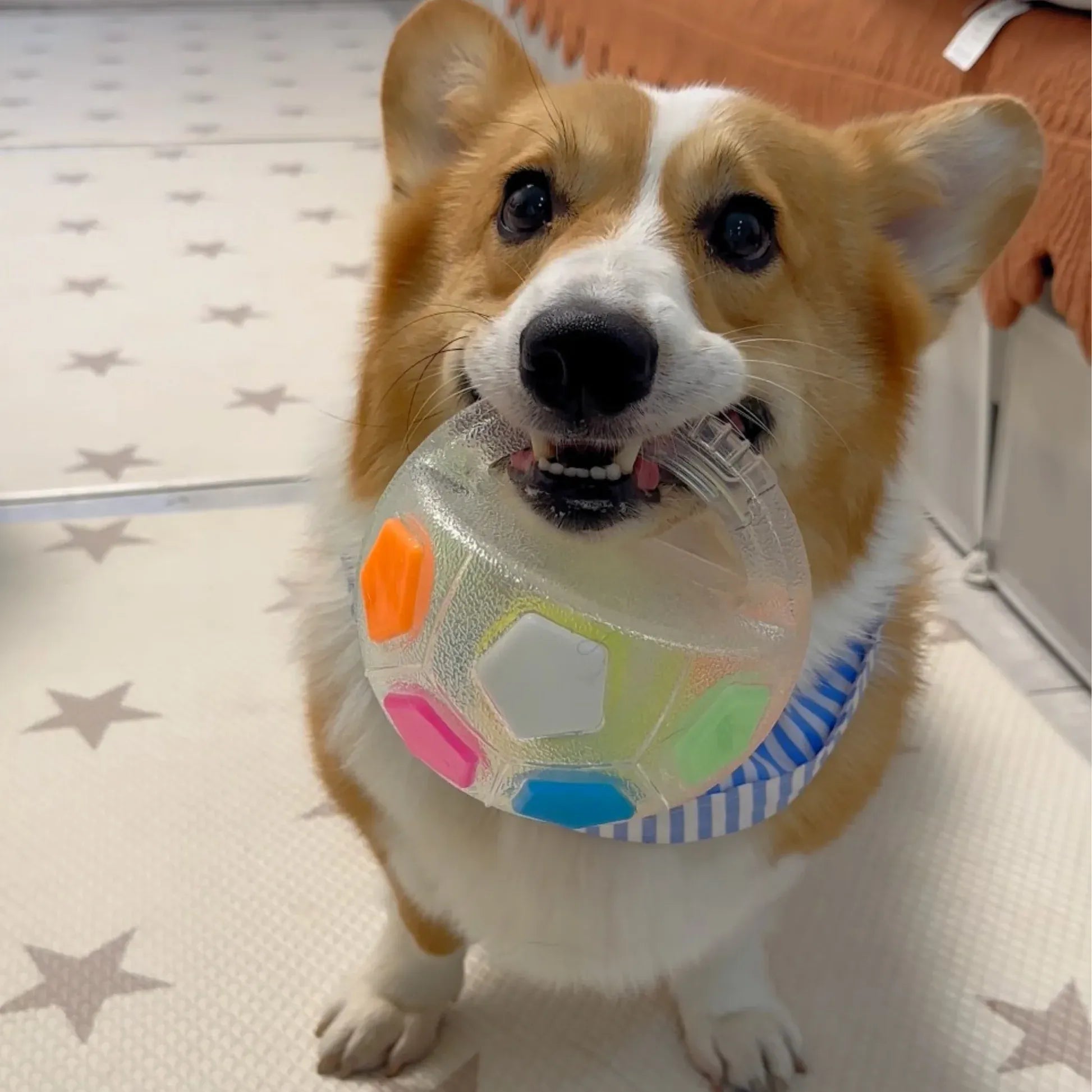 TurboPawz™ — Unleash Endless Joy and Unbreakable Playtime Magic