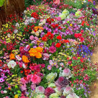PetalPulse™ — Ignite Your Garden with Endless Blooms and Effortless Beauty