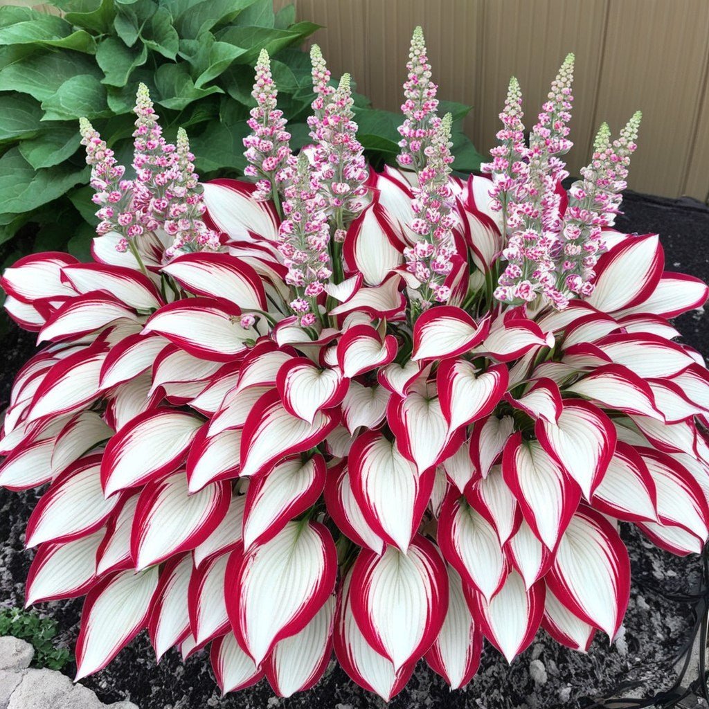 VerdoraMyst™ Rare Hostas Seeds — Transform Shady Spots into Lush, Vibrant Garden Masterpieces