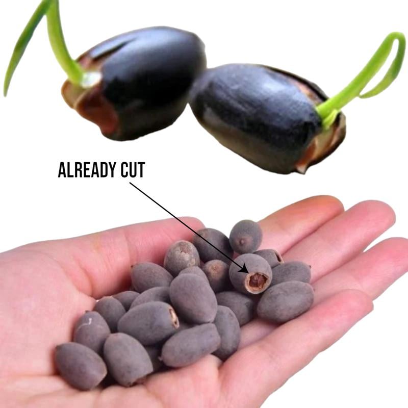 10 pieces colorful bonsai lotus seeds - Vibrant & easy to grow