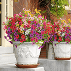 ForeverFresh™ — Bring Lasting Blooming Beauty Without Any Effort