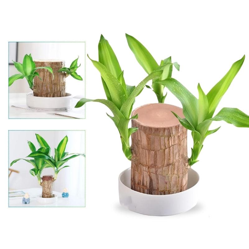 Brazilian Lucky Plant