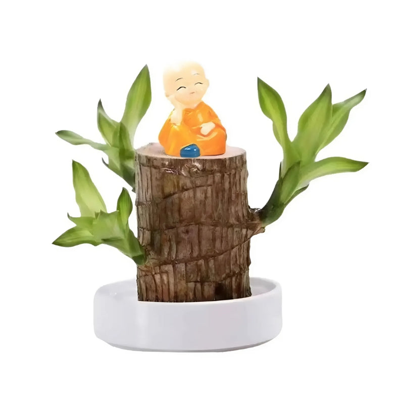 Brazilian Lucky Plant