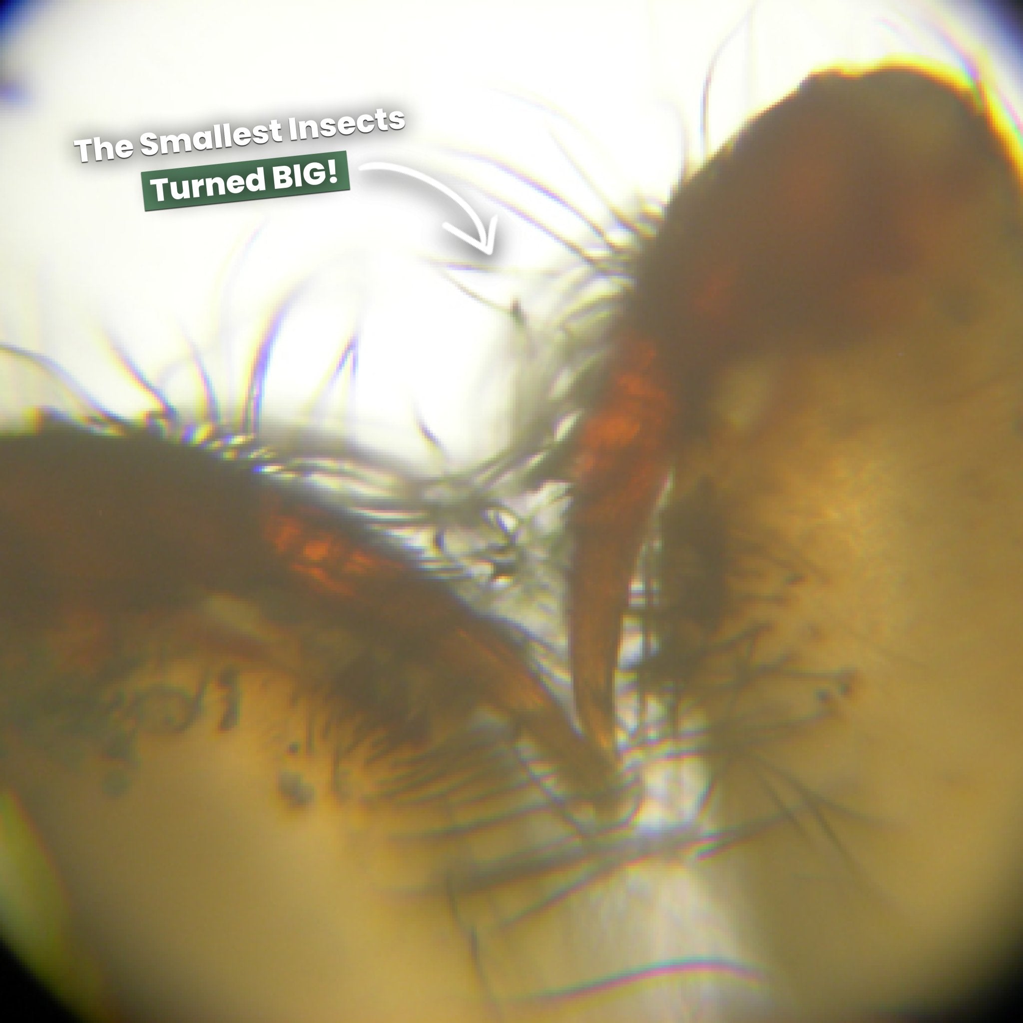 The Original Miniscope™ – MiaPina